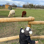 Photo n° 1 de l'avis de Florence.e fait le 25/02/2024 à 14:28 pour GAEC AnimÉcow Ferme pédagogique à Saint-Cyr-les-Vignes