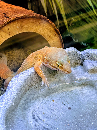 Pet Supply Store «PetSmart», reviews and photos, 160 Washington St #701, Rochester, NH 03839, USA