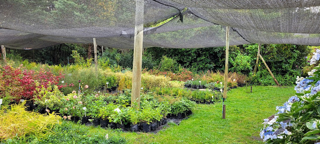 Vivero Pilmaiquen - Río Bueno