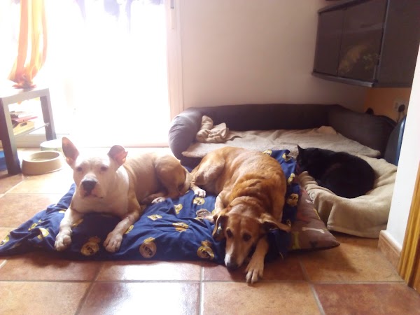 Clínica Veterinaria los Boliches Sl