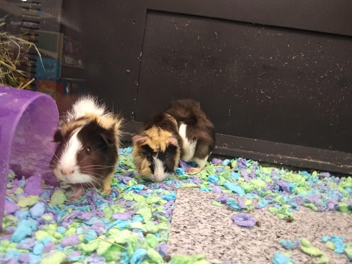 Pet Supply Store «PetSmart», reviews and photos, 9970 Sowder Village Square, Manassas, VA 20109, USA