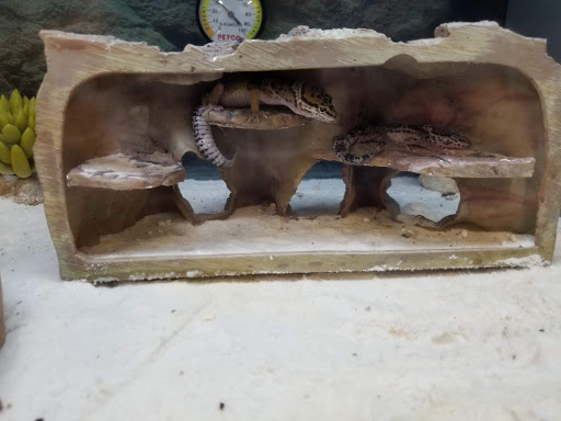 Pet Supply Store «Petco Animal Supplies», reviews and photos, 3454 Palmer Dr #7a, Cameron Park, CA 95682, USA