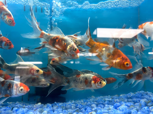 Pet Supply Store «Neighborhood Pet Shop», reviews and photos, 574 Hialeah Dr, Hialeah, FL 33010, USA