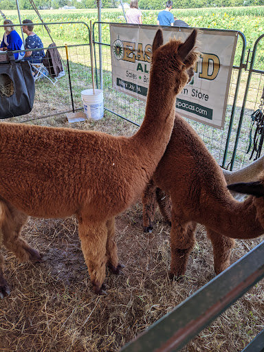 Tourist Attraction «Oregon Dairy Corn Maze», reviews and photos, 1289 Creek Rd, Lititz, PA 17543, USA