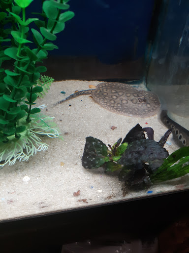 Pet Supply Store «Pet Station Jackson», reviews and photos, 1617 E Michigan Ave, Jackson, MI 49202, USA