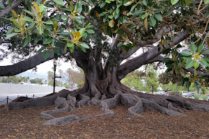 Moreton Bay Fig Tree