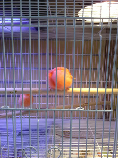 Pet Store «Everything Pets», reviews and photos, 1506 Altamont Ave, Schenectady, NY 12303, USA