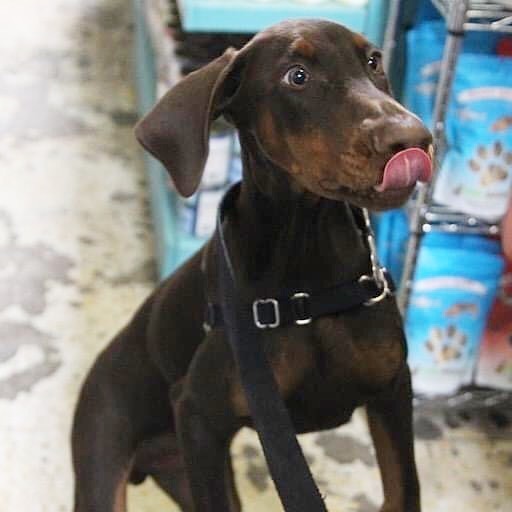 Pet Supply Store «Prime Pet», reviews and photos, 2505 E 6th St d, Austin, TX 78702, USA