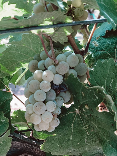 Winery «Spanish Valley Vineyard & Winery», reviews and photos, 4710 Zimmerman Ln, Moab, UT 84532, USA