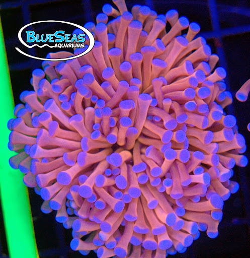 Tropical Fish Store «Blue Seas Aquariums», reviews and photos, 2750 N University Dr, Sunrise, FL 33322, USA