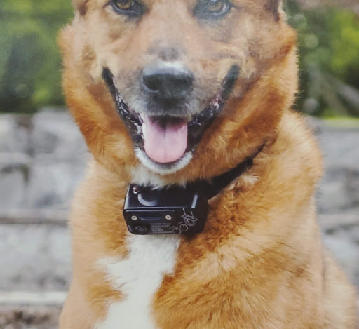 Pet Supply Store «PetSmart», reviews and photos, 19 Clifton Country Rd, Clifton Park, NY 12065, USA