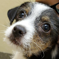 Stand By Me Dog Grooming & Training - Photo 9 - Car repair in Lehigh Acres, FL, Lehigh Acres
