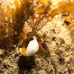 Photo n° 18 de l'avis de Laurent.r fait le 02/09/2019 à 11:44 pour Centre Activités Plongée (CAP Trébeurden) à Trébeurden