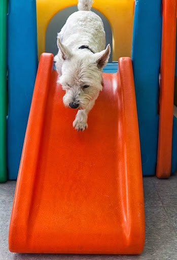 Pet Store «Creature Comforts and Pawsitively Marblehead», reviews and photos, 52 Atlantic Ave, Marblehead, MA 01945, USA