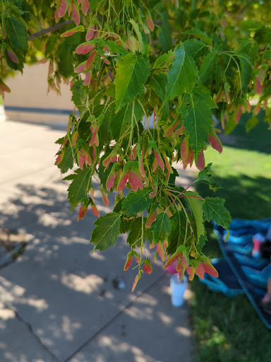 Park «Sandstone Park», reviews and photos, 4650 Pring Ranch Rd, Colorado Springs, CO 80922, USA