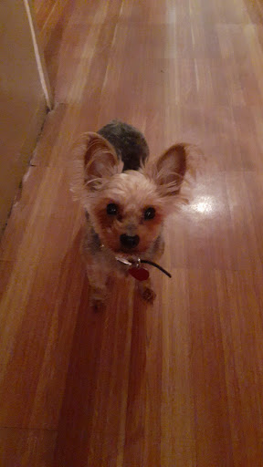 Pet Supply Store «Pet Supplies Plus», reviews and photos, 135-25 79th St, Howard Beach, NY 11414, USA