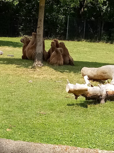 Museum «Curwood Castle Museum», reviews and photos, 224 Curwood Castle Dr, Owosso, MI 48867, USA