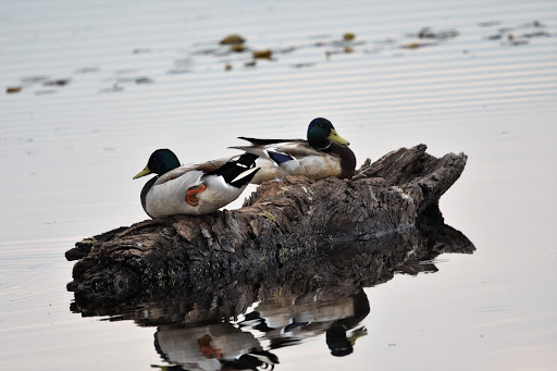 National Reserve «Montezuma National Wildlife Refuge», reviews and photos, 3395 US-20, Seneca Falls, NY 13148, USA