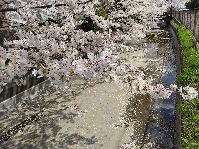 座間下宿の桜並木
