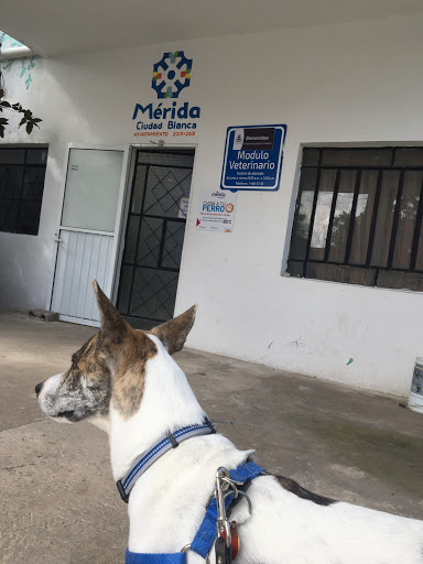 Servicio de embarque para mascotas Mérida
