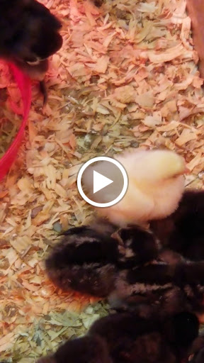 Home Improvement Store «Tractor Supply Co.», reviews and photos, 1390 E Main St, Woodland, CA 95776, USA