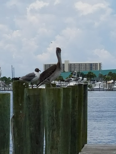 Tourist Attraction «Sea Dragon Pirate Cruise», reviews and photos, 5325 N Lagoon Dr, Panama City, FL 32408, USA
