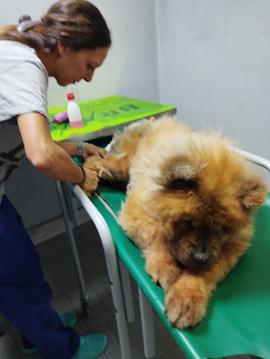 Pensioni per cani e dog hotel a Clinica veterinaria Zoa