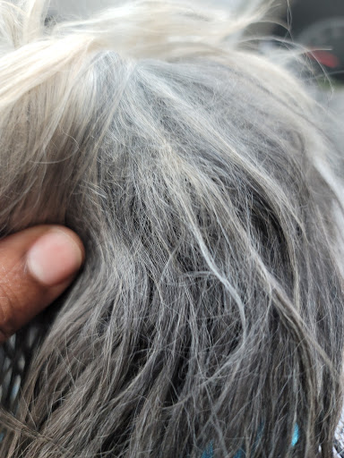 Pet Store «Oak Clips Pet Boutique & Grooming», reviews and photos, 502 N Edgefield Ave, Dallas, TX 75208, USA