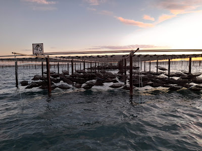 LM coquillages à Port-Saint-Louis-du-Rhône