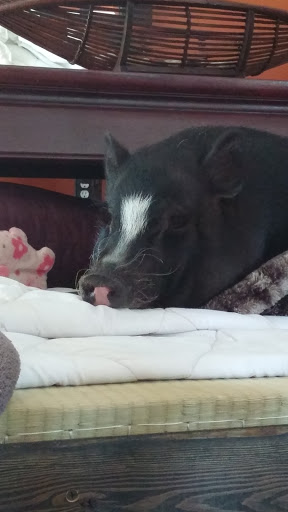 Pet Store «Olathe Pet Shop», reviews and photos, 16651 151st St, Olathe, KS 66062, USA