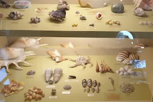 Curiosities Shell Museum Wremen image