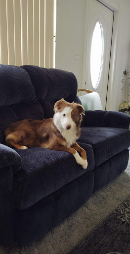 Pet Supply Store «PetSmart», reviews and photos, 1800 Evans Rd, Melbourne, FL 32904, USA