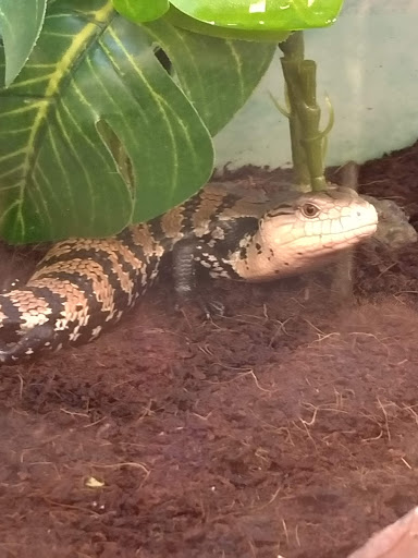 Pet Supply Store «Petco Animal Supplies», reviews and photos, 816 W McDermott Dr #308, Allen, TX 75013, USA