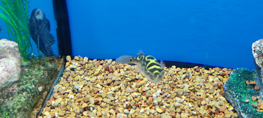 Pet Supply Store «Petco Animal Supplies», reviews and photos, 12014 SW 88th St, Miami, FL 33186, USA