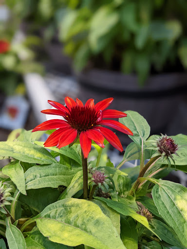 Home Improvement Store «The Home Depot», reviews and photos, 9051 Snowden River Pkwy, Columbia, MD 21046, USA