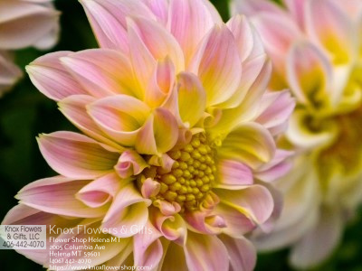 Florist «Knox Flowers & Gifts», reviews and photos, 2005 Columbia Ave, Helena, MT 59601, USA