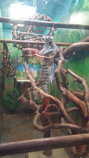 Pet Store «Pet Kingdom», reviews and photos, 4650 S Cleveland Ave, Fort Myers, FL 33907, USA