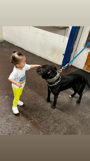 Pet Supply Store «Ace Pet Supply & K-9 Center Inc», reviews and photos, 206 Vanderpool St, Newark, NJ 07114, USA