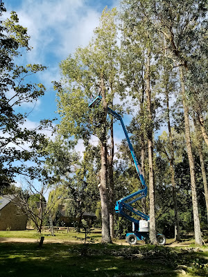 WES ELAGUEUR GRIMPEUR JARDINIER PAYSAGISTE ANGERVILLIERS MONTGERON 91 à Angervilliers