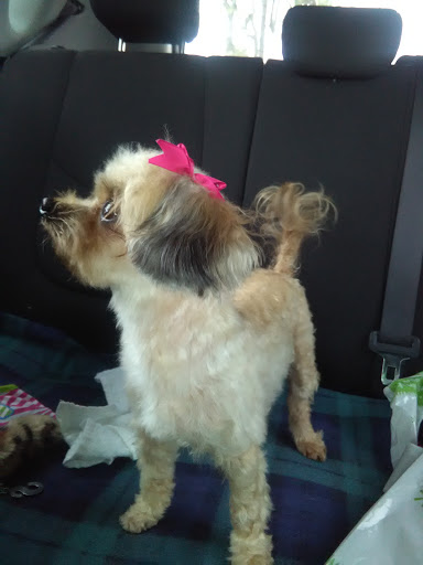 Pet Supply Store «PetSmart», reviews and photos, 8852 Washington Blvd, Pico Rivera, CA 90660, USA