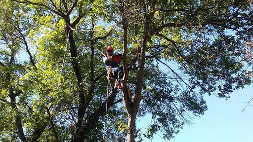 Tree Addicts