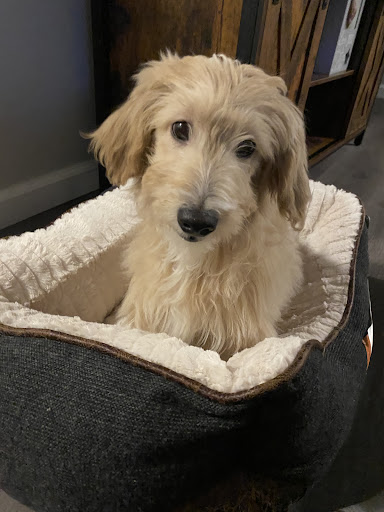 Pet Store «Puppy Palace», reviews and photos, 1250 US-130, Trenton, NJ 08638, USA