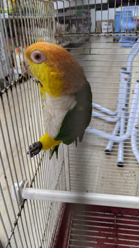 Pet Supply Store «Neighborhood Pet Shop», reviews and photos, 574 Hialeah Dr, Hialeah, FL 33010, USA