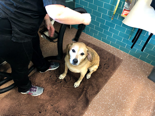 Pet Supply Store «Premier Pet Supply», reviews and photos, 15399 Merriman Rd, Livonia, MI 48154, USA