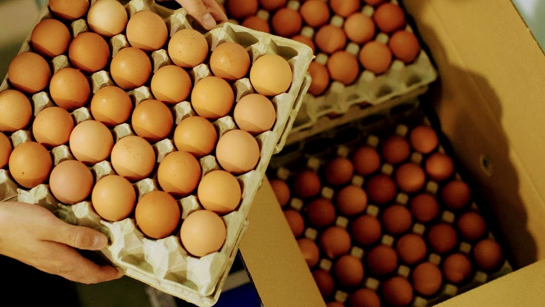 huevos al por mayor DISTRIBUIDORA DE HUEVOS EL REAL-Huevos de todo tipo-coordorniz-criollo-sabanero