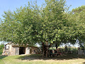 Cottage Bed & Breakfast Agriturismo Ca' Vecia 44026 Bosco Mesola (miniature)