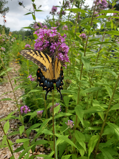 Heritage Museum «Hillwood Estate, Museum & Gardens», reviews and photos, 4155 Linnean Ave NW, Washington, DC 20008, USA