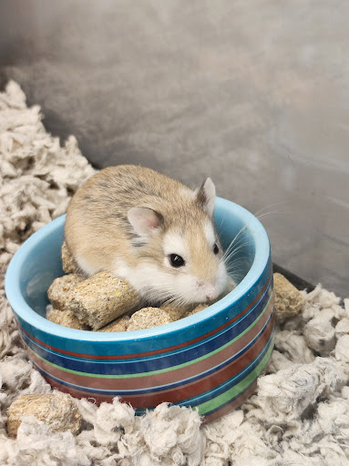 Pet Supply Store «Petco Animal Supplies», reviews and photos, 1255 Raritan Rd #140, Clark, NJ 07066, USA