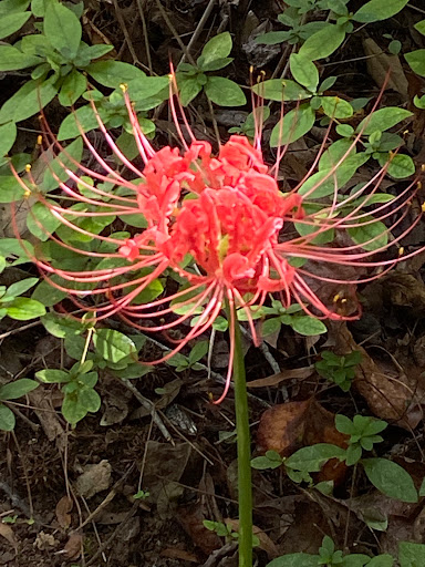 Garden «Wing Haven», reviews and photos, 248 Ridgewood Ave, Charlotte, NC 28209, USA