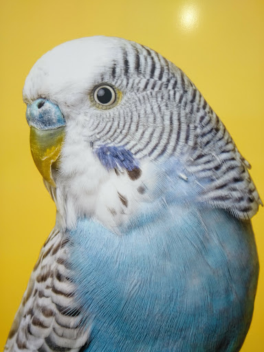 Pet Supply Store «PetSmart», reviews and photos, 1700 Fruitville Pike, Lancaster, PA 17601, USA